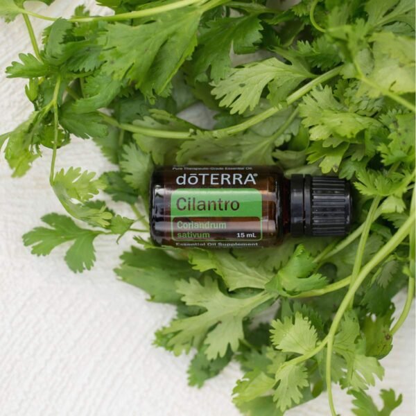 Cilantro Óleo Essencial  Coriandrum sativum (Coentro) - Imagem 3