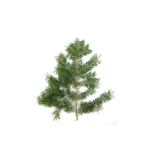 Douglas Fir Óleo Essencial - Imagem 2