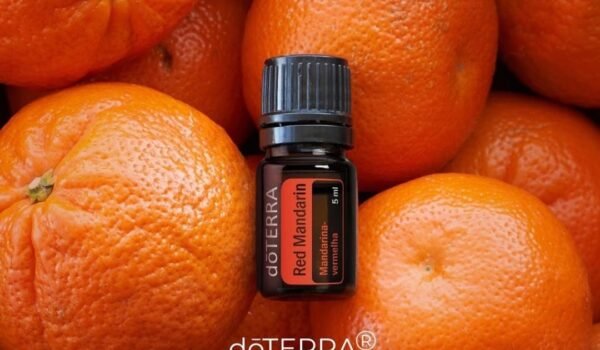Red Mandarin  Citrus nobilis (Mandarina-vermelha) - Imagem 2