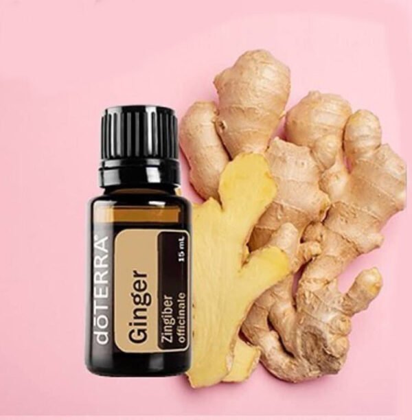 Ginger Óleo Essencial  Zingiber officinale (Gengibre) - Imagem 2