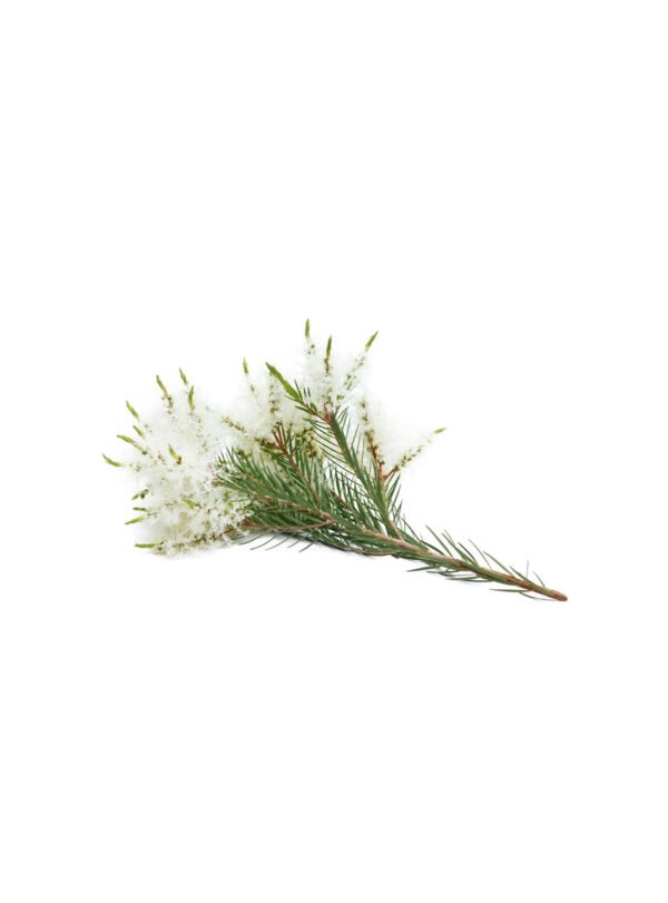 dōTERRA Melaleuca Touch Óleo Essencial - Imagem 3